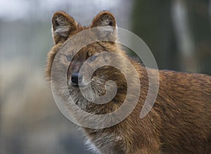 Dhole
