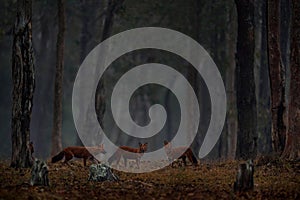 Dhole pack in the dark big tree forest. Dhole, Cuon alpinus, in the nature habitat, wild dogs from Kabini Nagarhole NP in India,