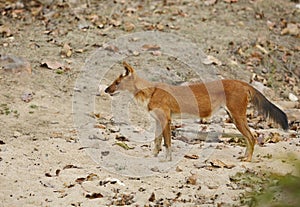 Dhole in pench tiger reserve