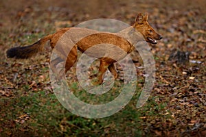 Dhole running in the forest. Dhole, Cuon alpinus, in the nature habitat, wild dogs from Kabini Nagarhole NP in India, Asia. Dhole