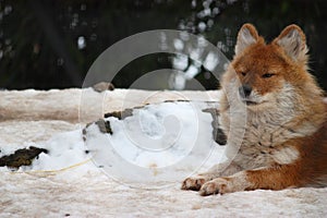 Dhole in snow