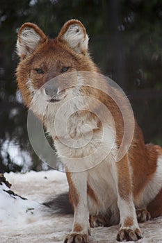 Dhole in snow