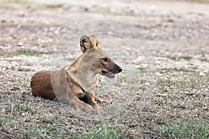 Dhole or wild dog at Pench National Park with beautiful background stalking at deer