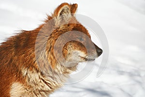 Dhole in Winter