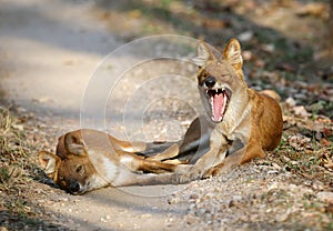 Dholes