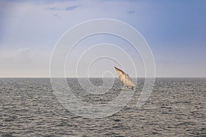 Dhow wooden fishing boat sailing