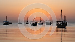 dhows in the shore parked at katara beach in qartar during dhow festival