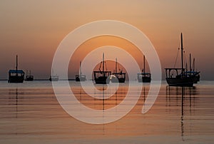 dhows in the shore parked at katara beach in qartar during dhow festival