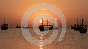 dhows in the shore parked at katara beach in qartar during dhow festival