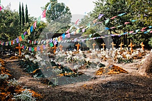 Dia de los Muertos Mexico, cempasuchil flowers for day of the dead, Mexico cemetery photo