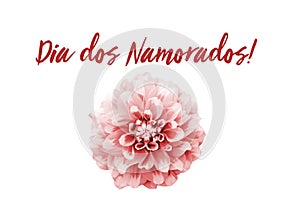 Dia dos Namorados! text in Portuguese: Valentineâ€™s Day! and red and white dahlia flower isolated on a seamless white background