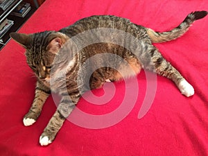 Senior male tabby cat relaxing on bed