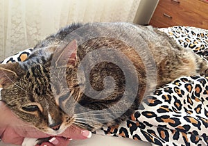 Diabetic Tame Senior Male Tabby Relaxing