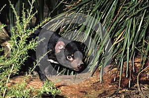 DIABLE DE TASMANIE sarcophilus harrisi