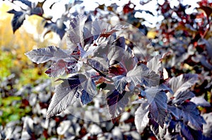 Diablo Ninebark - Physocarpus opulifolius