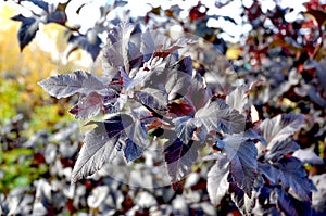 Diablo Ninebark - Physocarpus opulifolius photo