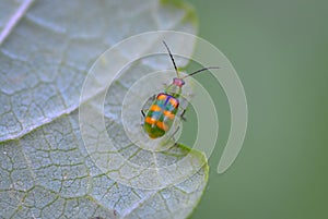Diabrotica speciosa (Coleoptera: Chrysomelidae)