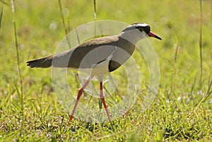 Diadeemkievit, Crowned Lapwing, Vanellus coronatus photo