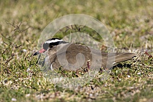 Diadeemkievit, Crowned Plover, Vanellus coronatus photo