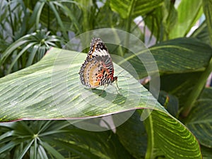 A Diadem Butterfly, Hypolimnas misippus on a leaf in a Butterfly House at St Andrews Botanic Hardens.