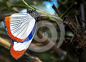 Diadem butterfly, Hypolimnas usambara, from Tanzania hangs upside down on a green stem