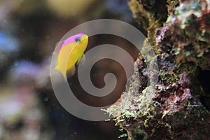 Diadem dottyback
