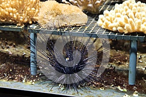 Diadem sea urchin in the aquarium swimming in animal park Ouwehands in Rhenen