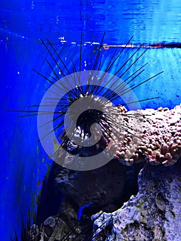 Diadema setosum or Long-spined black sea urchin.