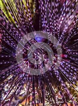 Diadema setosum long-spined sea urchin