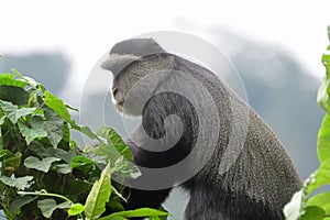 Diademed monkey, Bwindi National Park, Uganda