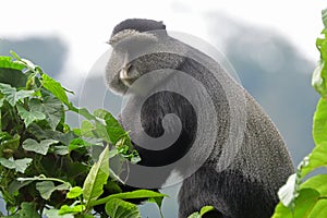 Diademed monkey, Bwindi National Park, Uganda