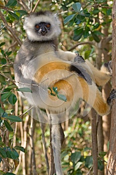 Diademed Sifaka