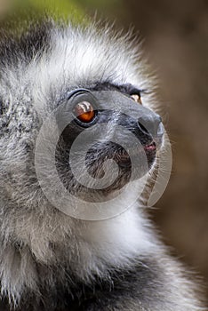 Diademed Sifaka. Diadema, endemic, endengered. Rare lemur,close up, portrait.(Propithecus diadema),Wild nature