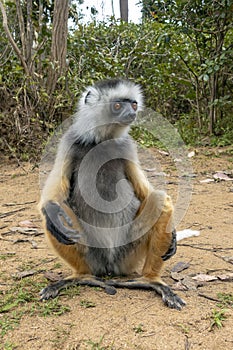 Diademed Sifaka. Diadema, endemic, endengered. Rare lemur,close up, portrait.Propithecus diadema,Wild nature Madagascar