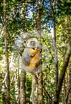Diademed sifaka holding on to a tree in Madagascar