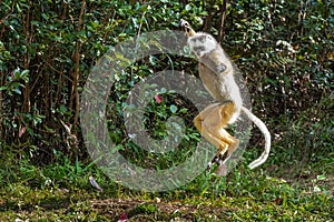 Diademed Sifaka Lemur