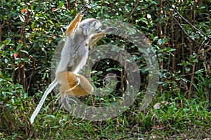 Diademed Sifaka Lemur photo