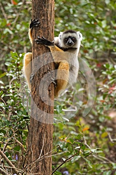 Diademed Sifaka - Propithecus diadema