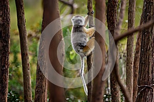 Diademed sifaka, Propithecus diadema, monkey with young babe cub in Andasibe Mantadia NP, Madagascar. Lemur in the nature habitat