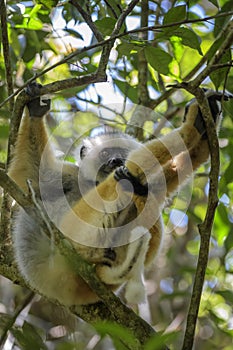 Diademed Sifaka - Propithecus diadema, rain forest, Madagascar