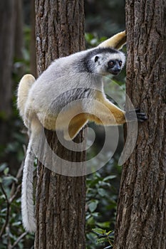 Diademed Sifaka - Propithecus diadema, rain forest, Madagascar