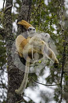 Diademed Sifaka - Propithecus diadema, rain forest, Madagascar