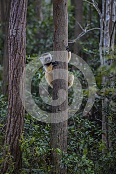 Diademed Sifaka - Propithecus diadema, rain forest, Madagascar