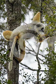 Diademed Sifaka - Propithecus diadema, rain forest, Madagascar