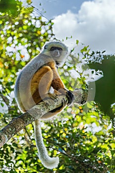 Diademed sifaka sitting on a branch in the trees