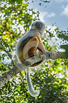Diademed sifaka sitting on a branch in the trees