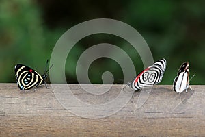 Diaethria anna, Iguazu photo