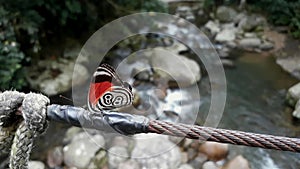 Diaethria clymena Butterfly, the Cramer`s eighty-eight 88, spreading wings over a stream in the Brazilian rainforest