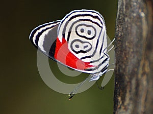 diaethria clymena photo