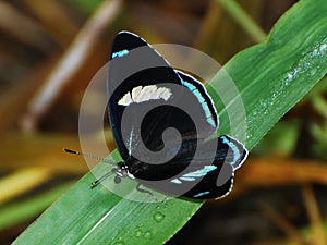 Diaethria clymena photo